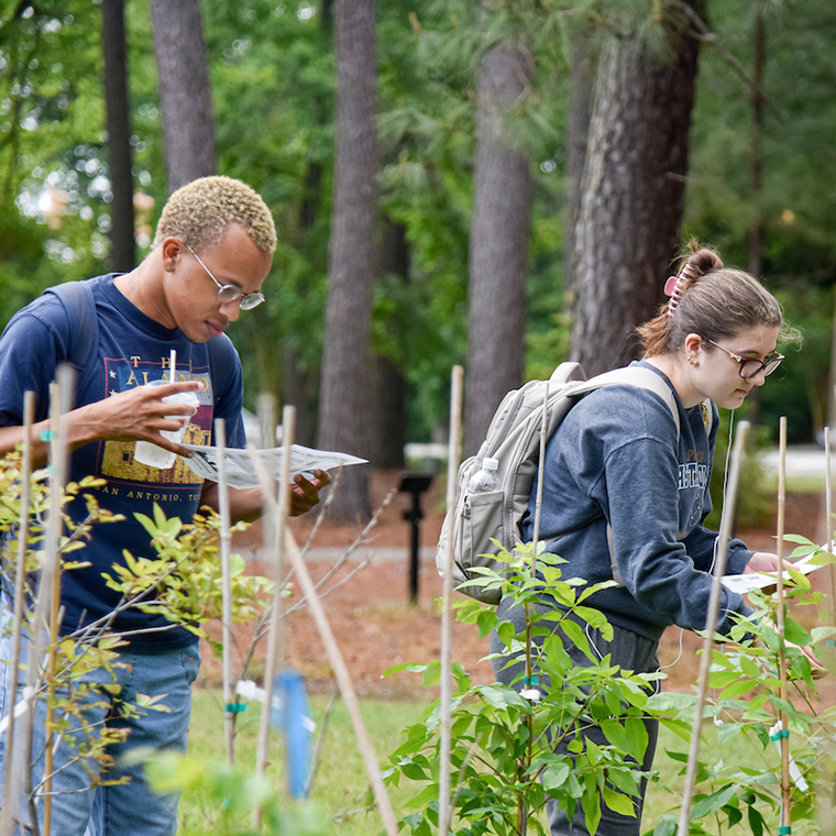CCU Arboretum has earned 2023 distinction through the Tree Campus Higher Education program